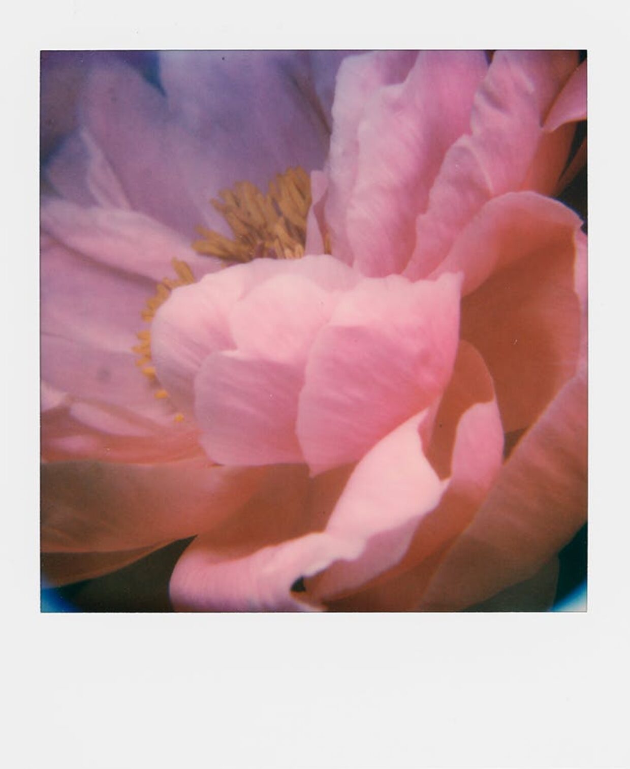 The poetry of Polaroids, chez François Halard | 1